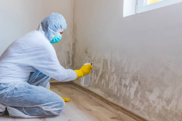 Licensed Basement Mold Removal service in Yale, VA - WQB Mold Removal