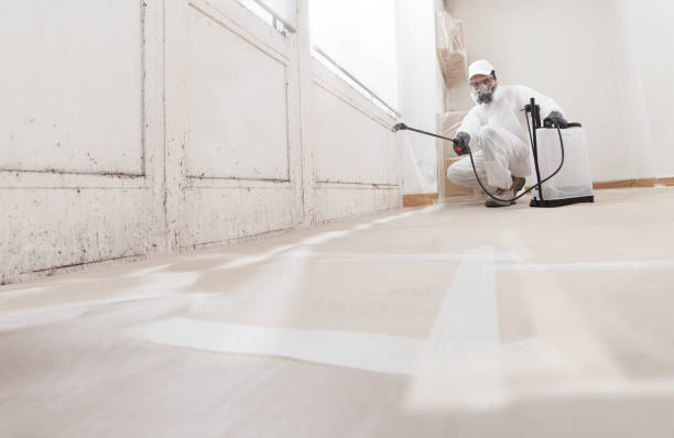 24/7 Emergency Basement Mold Removal experts in Yale, VA