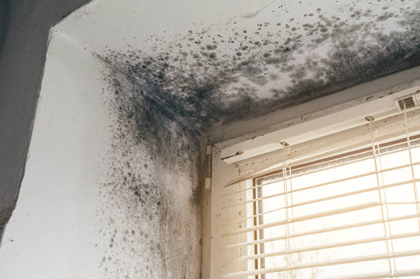 Affordable Basement Mold Removal solutions in Yale, VA