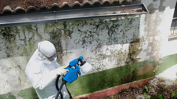 Top rated local Basement Mold Removal specialists in Yale, VA